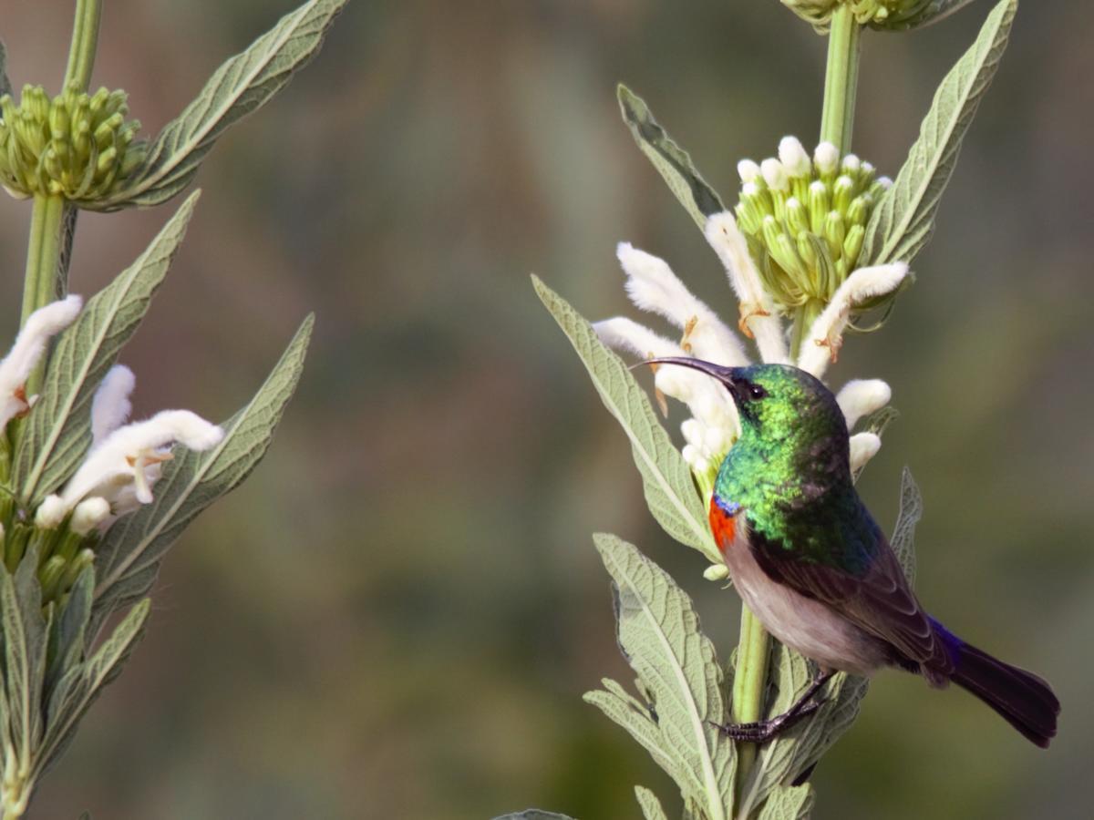 Вилла Cederkloof Botanical Retreat Ситрусдал Экстерьер фото